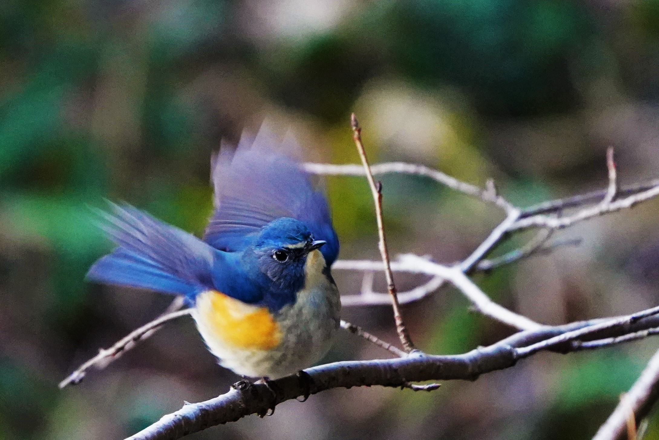 岡山野鳥写真集 ルリビタキ やちブログ 岡山の野鳥観察記